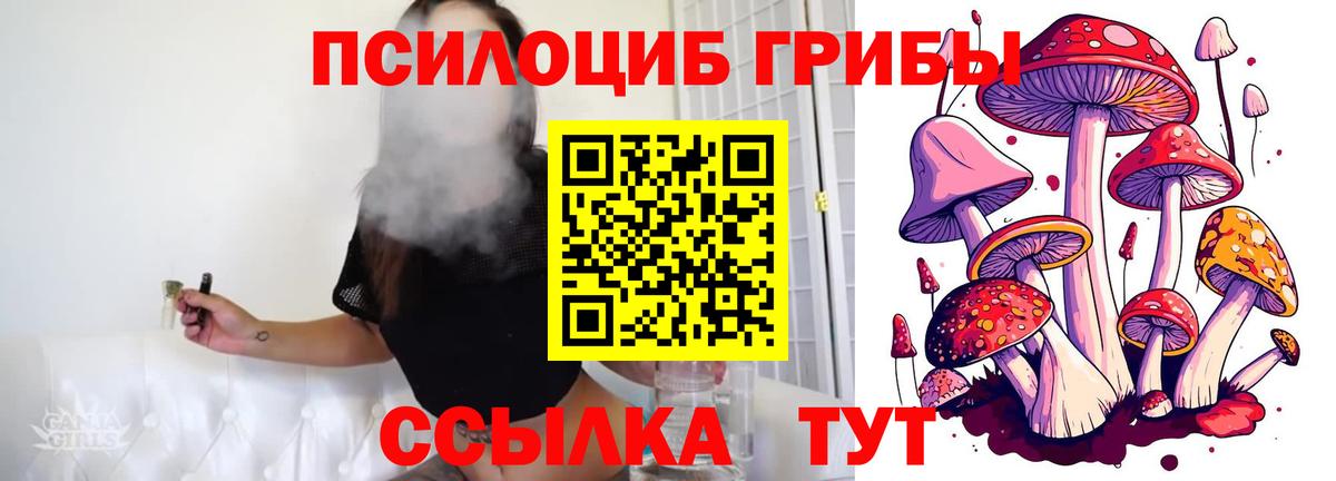 Камень-на-Оби  наркота  Вход с VPN  Галлюциногенные грибы Psilocybine cubensis 
